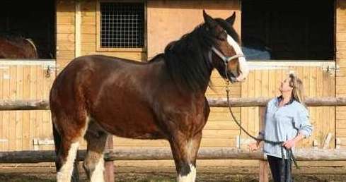 世界上最大的马——夏尔马，超过一吨重