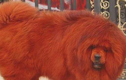 世界上最贵的狗——纯红藏獒 商人以1580多万买下