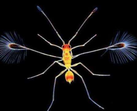 世界上最小最轻的昆虫，卵蜂体长仅0.21毫米，重量只有0.005毫克
