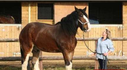 世界上最大马匹 步履沉重，蹄声如雷，体重更超过一吨