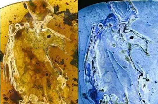 琥珀现最完整古鸟：距今一亿年的白垩纪琥珀