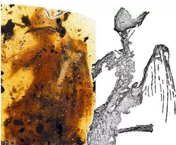 琥珀现最完整古鸟：距今一亿年的白垩纪琥珀