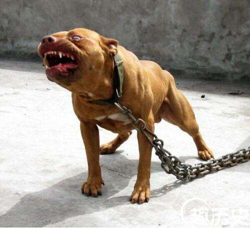 世界上最凶猛的狗排行 比特犬第一 打起架来不怕疼的存在 趣历史