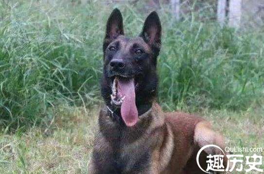 比利时马里努阿犬中的幽灵犬，忠诚憨厚还是人类的好朋友