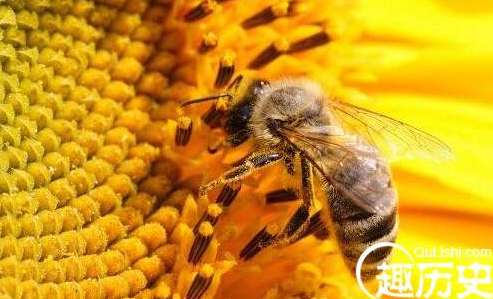 从空气动力学上蜜蜂的翅膀太小不能飞行，那么蜜蜂到底是怎么飞的？