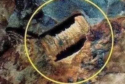科学家发现几亿年前的螺丝，其真身竟是...