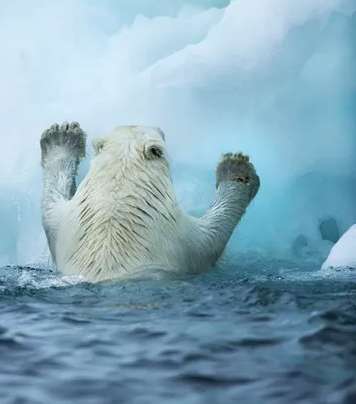 32℃高温下北极熊濒临灭绝，专家预测北极熊会在40年内灭绝
