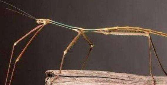 世界上最大的昆虫，中国巨竹节虫长62.4cm