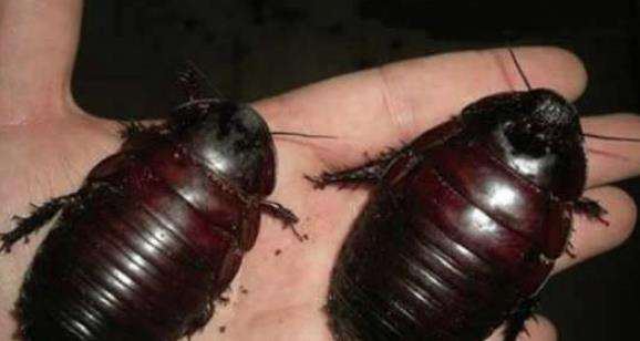 世界上最大的蟑螂，犀牛蟑螂最长达8.3厘米