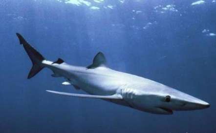世界十大最厉害的鲨鱼盘点 大白鲨排名第二，第一没人能见过