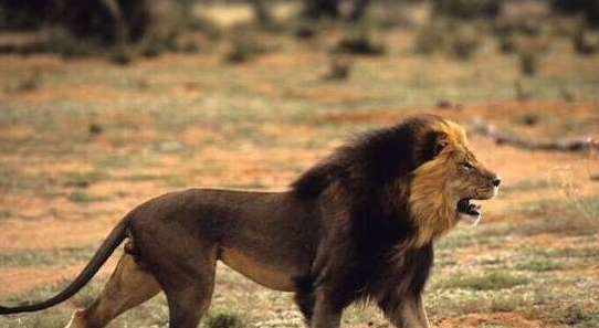 世界上最大的狮子——巴巴里狮子