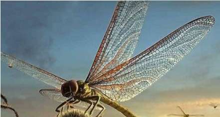 史上最大的昆虫——巨脉蜻蜓 翅膀展开阔达75厘米