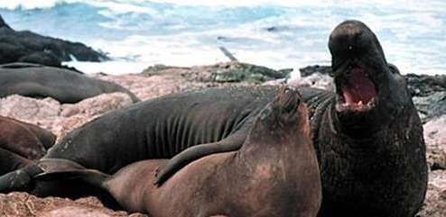世界上最大的海豹——象海豹