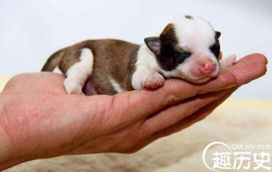最新世界最小狗排行 英国袖珍狗 只有6厘米长 趣历史