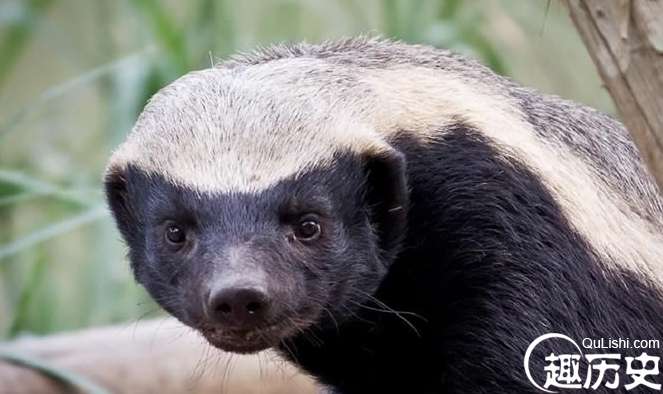 世界上最无所畏惧的动物蜜獾，动物园都养不了