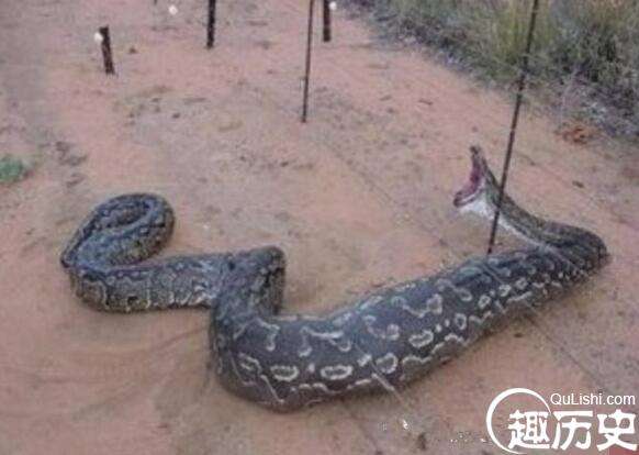 世界上最大的蛇，中国发现长达55米巨蛇
