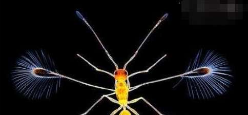 世界上最小的昆虫 毛翼虫 重量仅为0 005毫克 趣历史
