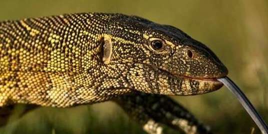 非洲最大的蜥蜴——尼罗河巨蜥