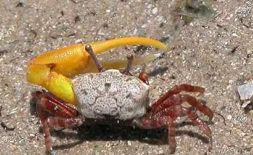 世界上最会变色的螃蟹——招潮蟹