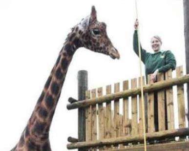 世界上最大最高的长颈鹿，长颈鹿Zulu高达5.8米