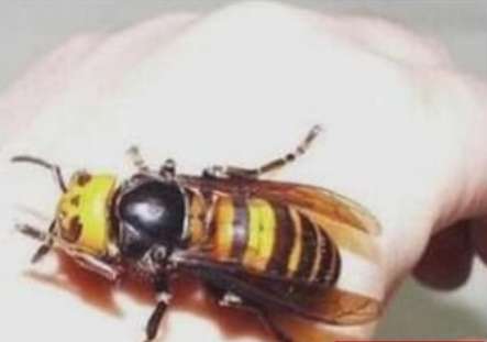 世界上最大的马蜂 日本大黄蜂