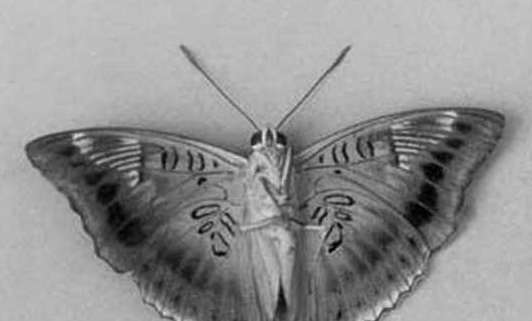 世界上最大的皇蛾蝶——其翅展达226毫米