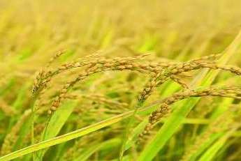 中国什么时候开始有水稻的？古代人主食都吃什么？