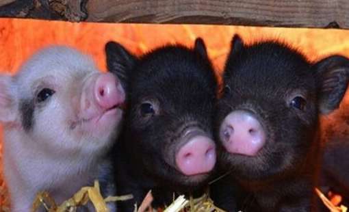 世界上最小的猪微型猪，长大后都不足10斤的宠物猪！