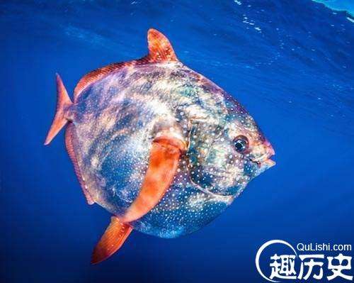 科学家发现世界上第一种巨大温血鱼 长得还蛮有喜感的