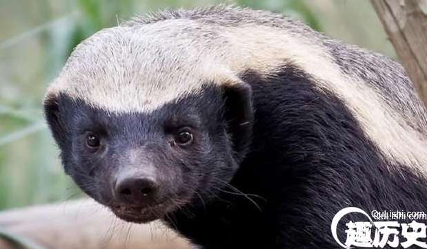 世界上最无所畏惧的动物蜜獾，动物园都养不了