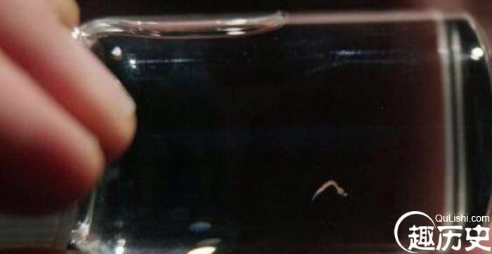 世界上最小的脊椎动物，成年斯托特微型鱼体长仅有7毫米