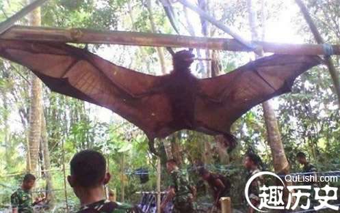 世界上最大的蝙蝠，翼展起八米，喜欢洗澡
