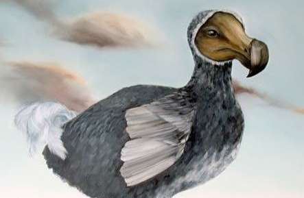 毛里求斯的国鸟：灭绝的渡渡鸟