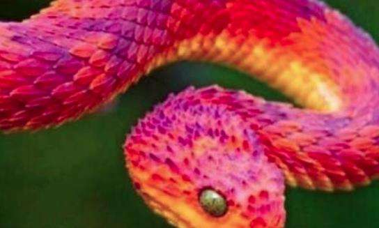 世界上最奇异的蛇，能散发出香味的香蛇