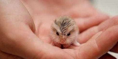 世界上最小的跳鼠——体长只有10厘米