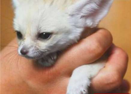 世界上最小的狐狸——耳廓狐