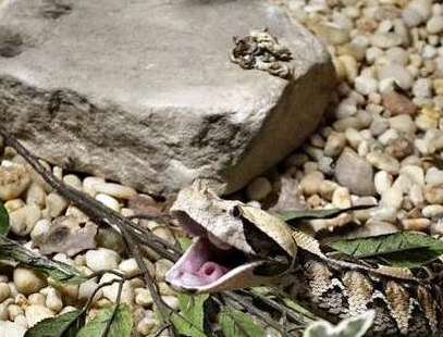 世界上毒牙最长的蛇——加蓬蝰蛇，毒牙长达5厘米