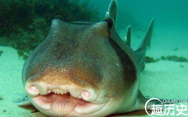 罕见迹象!澳大利亚虎鲨竟然可以边吃东西边呼吸！