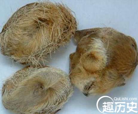 背了无数流产黑锅的麝香，真的跟电视一样的吗？