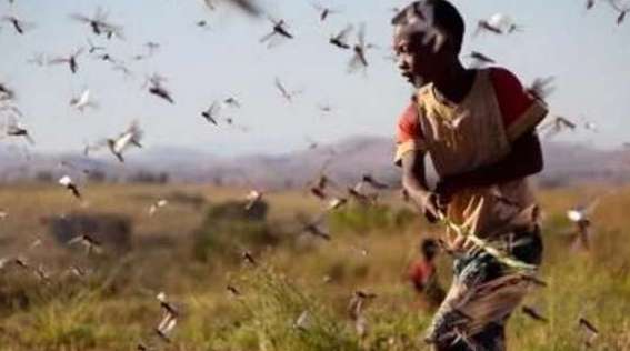 古代发生蝗灾，没粮食吃，为什么不吃蝗虫呢？