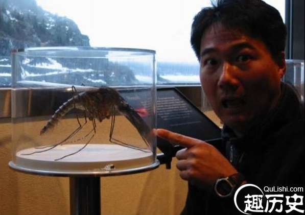 令人震惊，世界上最大的蚊子几乎近一张人脸