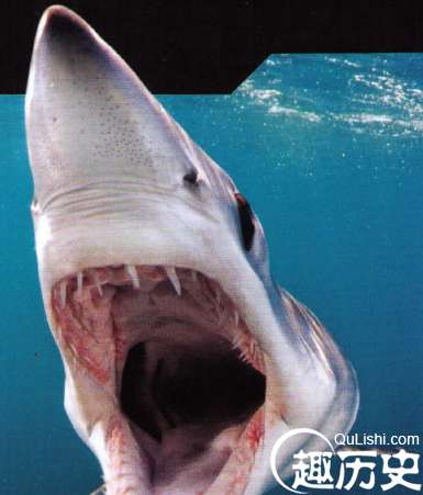 水下利箭，世界上速度最快的鲨鱼—尖吻鲭鲨