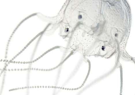 水母竟然也是有眼睛的，还经过8次进化