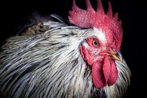 家养鸡因长期吃昆虫变毒鸡 啄伤老人险些截肢