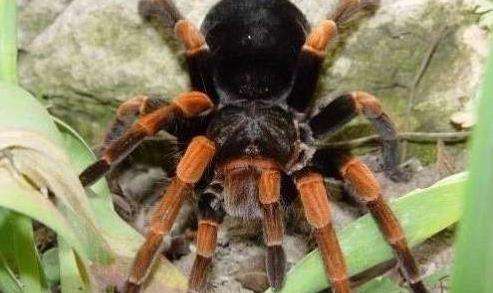 世界上最大的10种巨型蜘蛛，身体长度超过20厘米