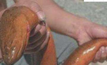 世界上最大的黄鳝，长1.5米重36斤