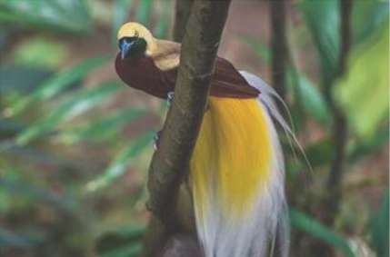 世界上最美的鸟，虽然有五彩斑斓的漂亮外观 可叫声却不太美妙