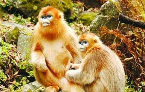 世界上最不怕冷的猴子——金丝猴