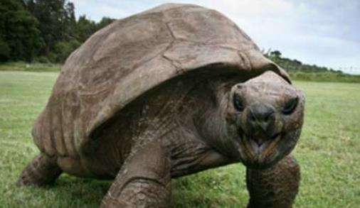 世界上寿命最长的乌龟，加拉帕戈斯象龟