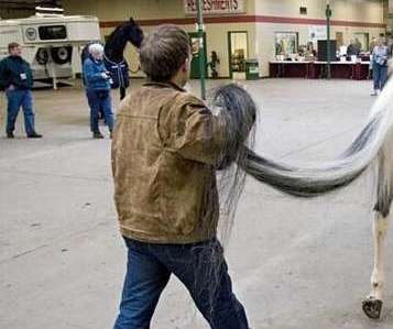 世界上尾巴最长的马——长达3.81米